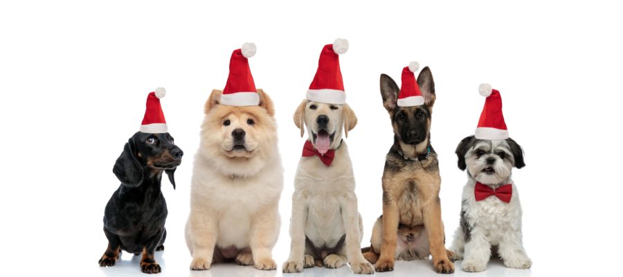 Dogs wearing santa hats